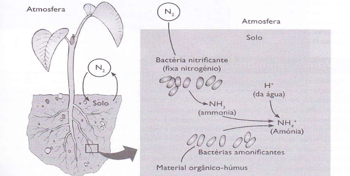 A importância das bactérias no ciclo do azoto