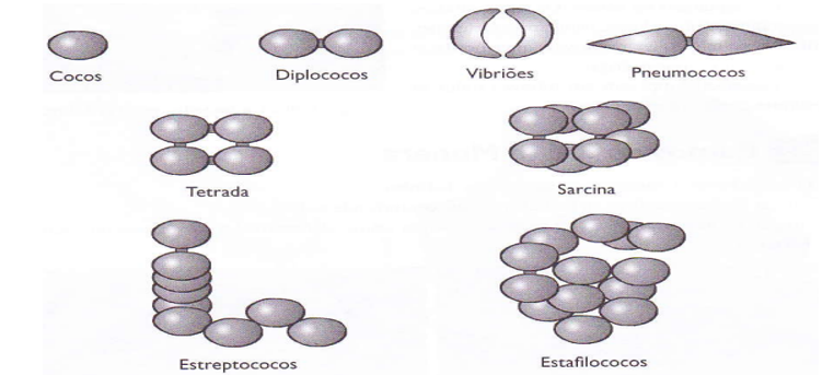 Classificação das bactérias quanto ao tipo cocos 