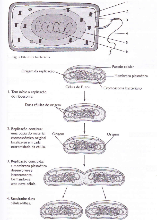 Bactérias - Características Morfológicas e modo de vida - Divisao Binaria da Celula Bacteriana