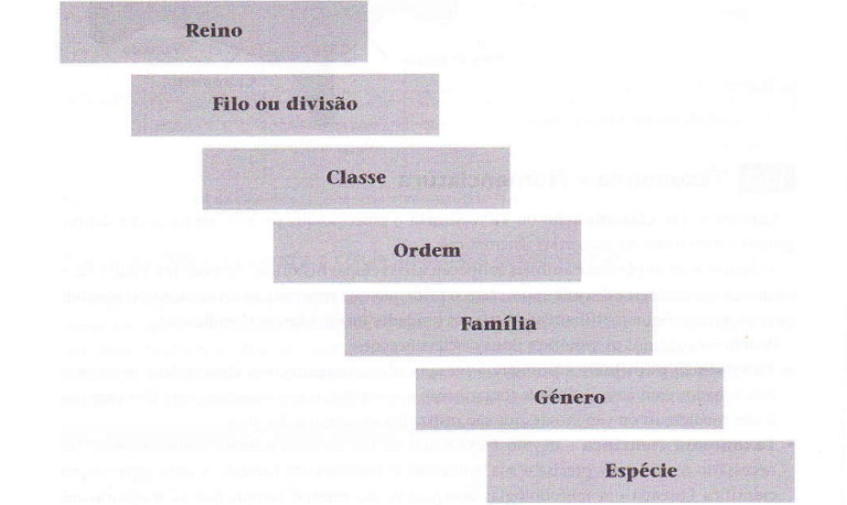 Estrutura-e-Hierarquia-Taxonómica