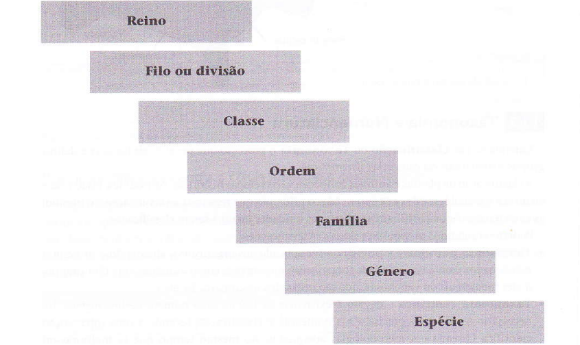 Estrutura-e-Hierarquia-Taxonómica