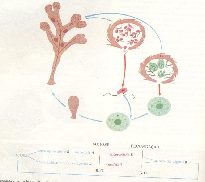 Ciclo de vida da bodelha